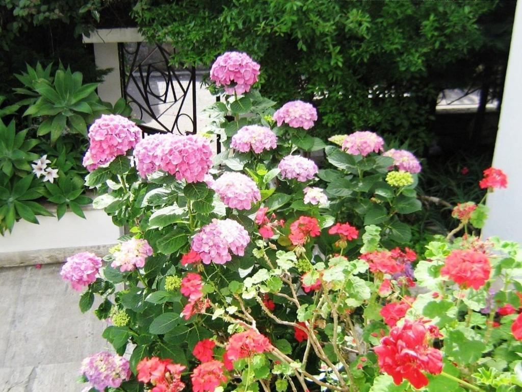 B&B Il Giardino Di Villa Anna Trecase Dış mekan fotoğraf