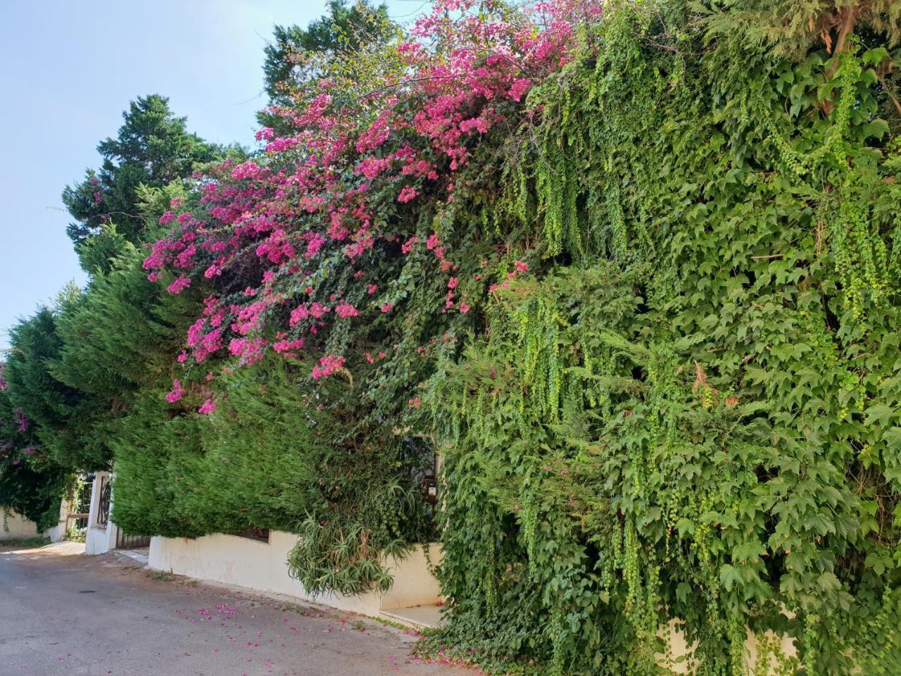 B&B Il Giardino Di Villa Anna Trecase Dış mekan fotoğraf