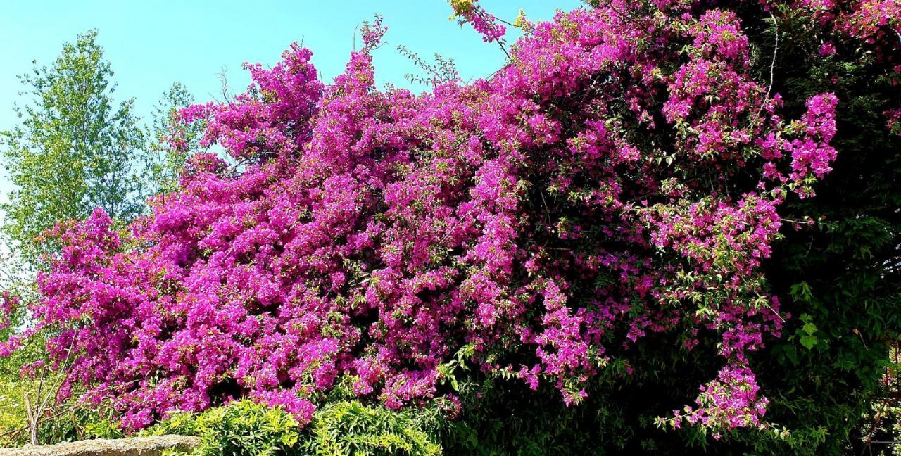 B&B Il Giardino Di Villa Anna Trecase Dış mekan fotoğraf