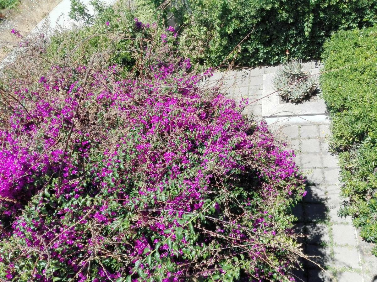 B&B Il Giardino Di Villa Anna Trecase Dış mekan fotoğraf